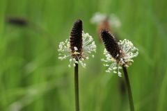 Spitzwegerichblüten