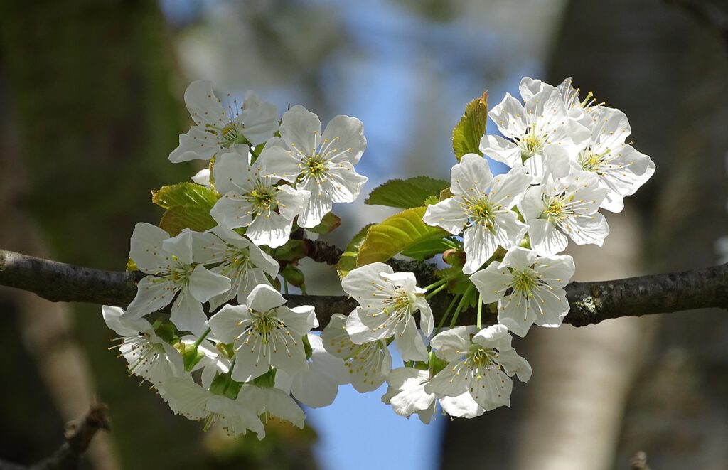 Kirschzweig mit Blüten