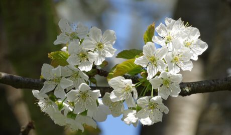 Kirschzweig mit Blüten