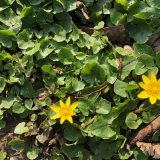 Blüten des Scharbockkrautes