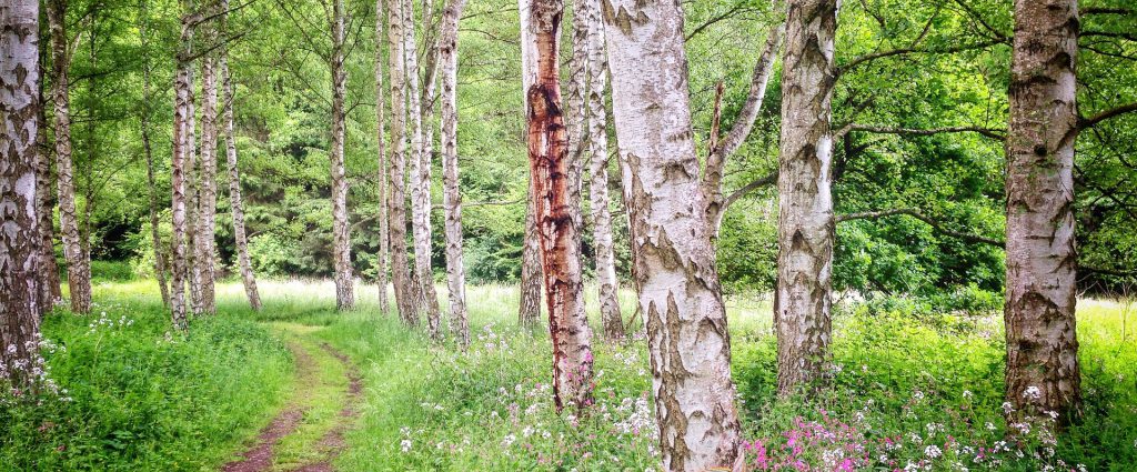 Birkenwald