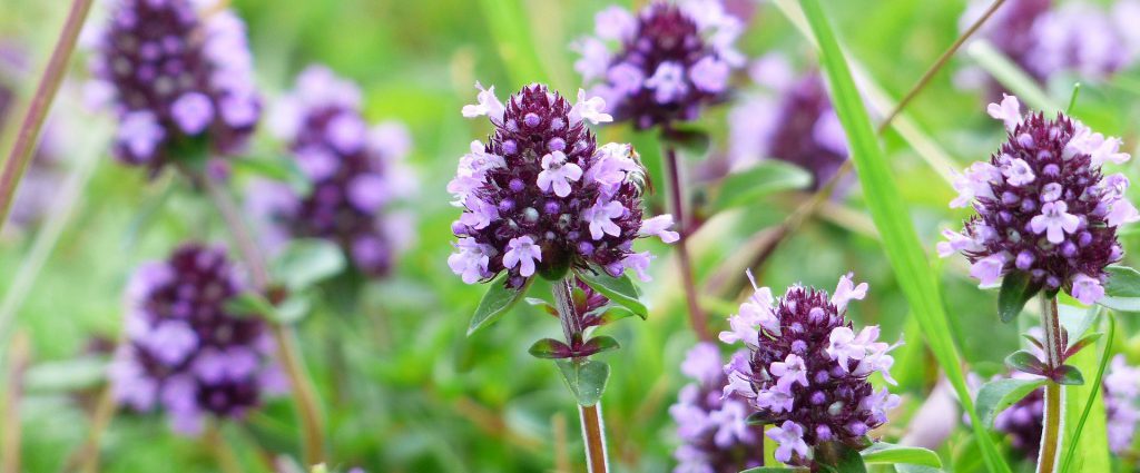 Thymianblüten