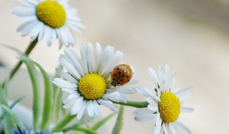 Gänseblümchen auf dem ein Junikäfer krabbelt