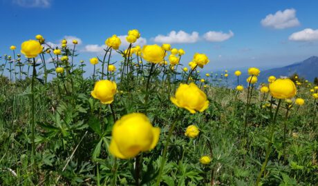 Trollblumen vor blauem Himmel