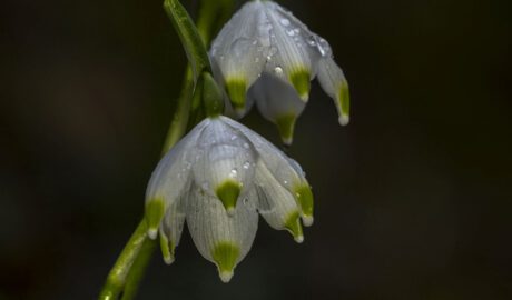 Schneeglöckchen