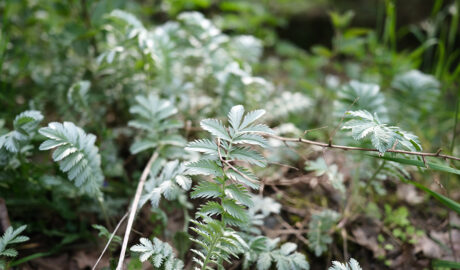 Blatt des Gänsefingerkrauts