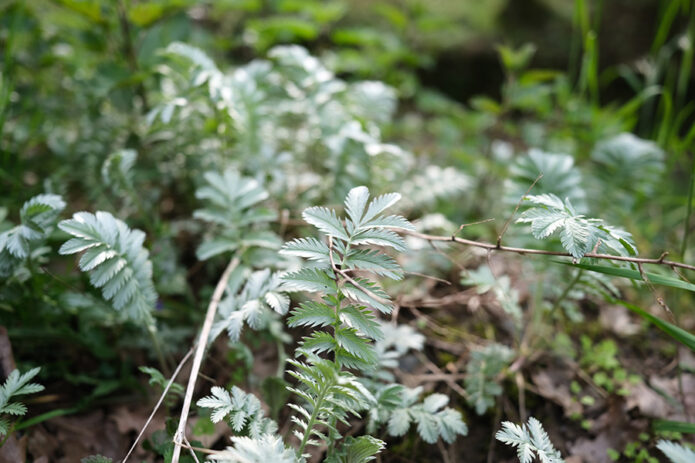 Blatt des Gänsefingerkrauts