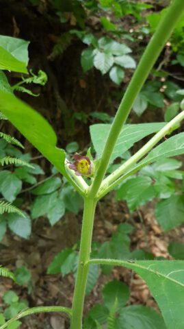 Blüte der Tollkirsche