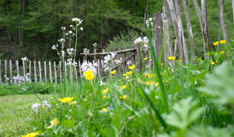 Blick in den Garten