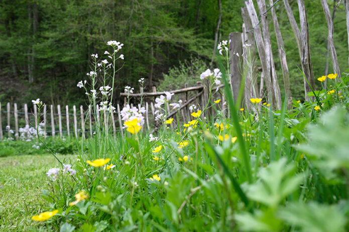 Blick in den Garten