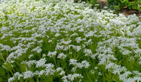 Teppich aus Waldmeister