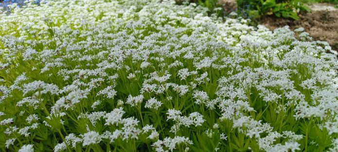 Teppich aus Waldmeister