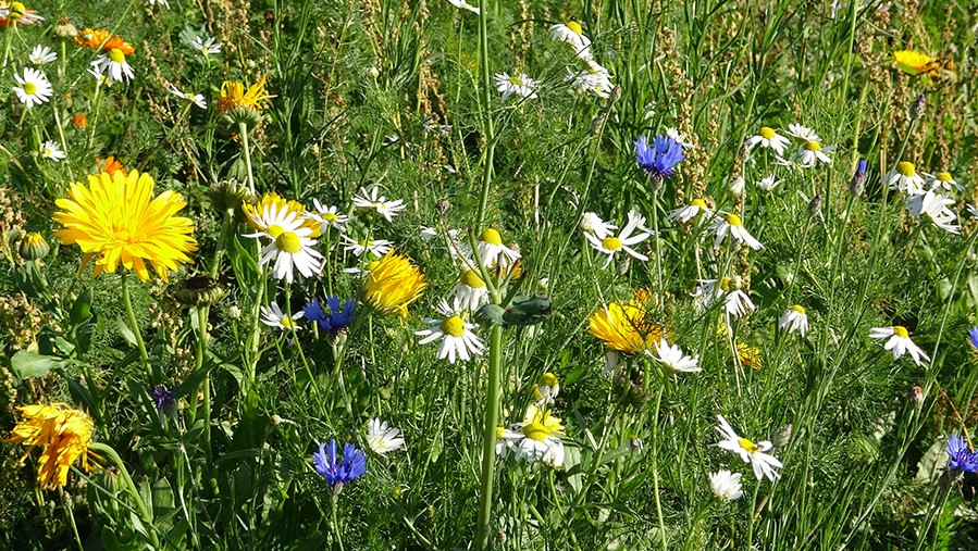 Blumenwiese