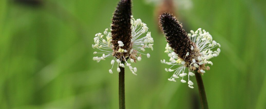 Blüten des Spitzwegerich