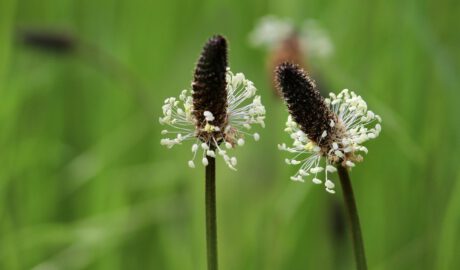 Blüten des Spitzwegerich