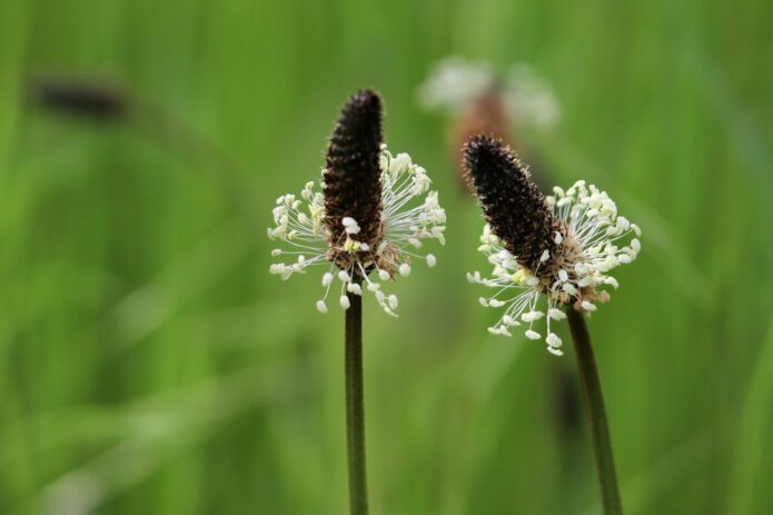 Blüten des Spitzwegerich