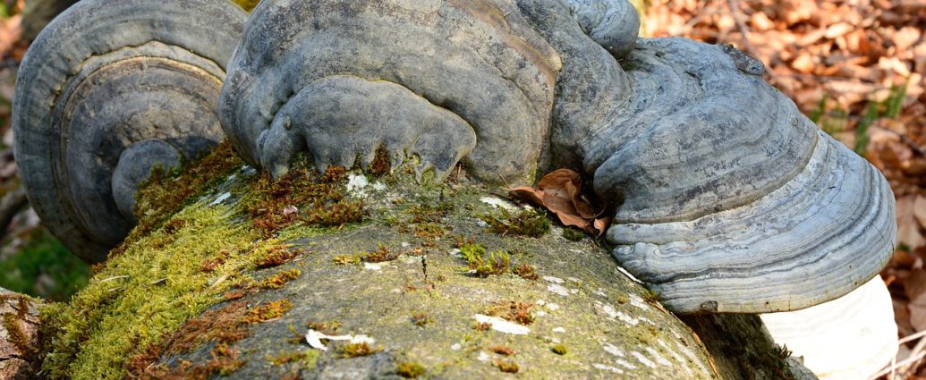 Zunderschwamm an einem toten Baum