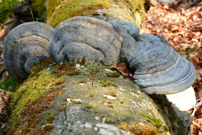 Zunderschwamm an einem toten Baum