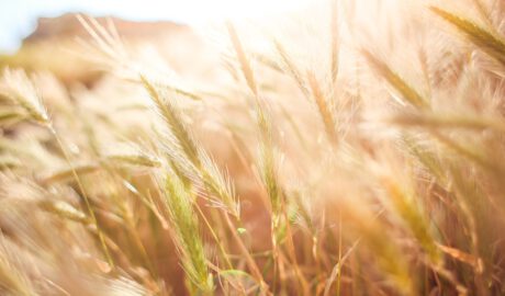 Weizenfeld in der Sonne