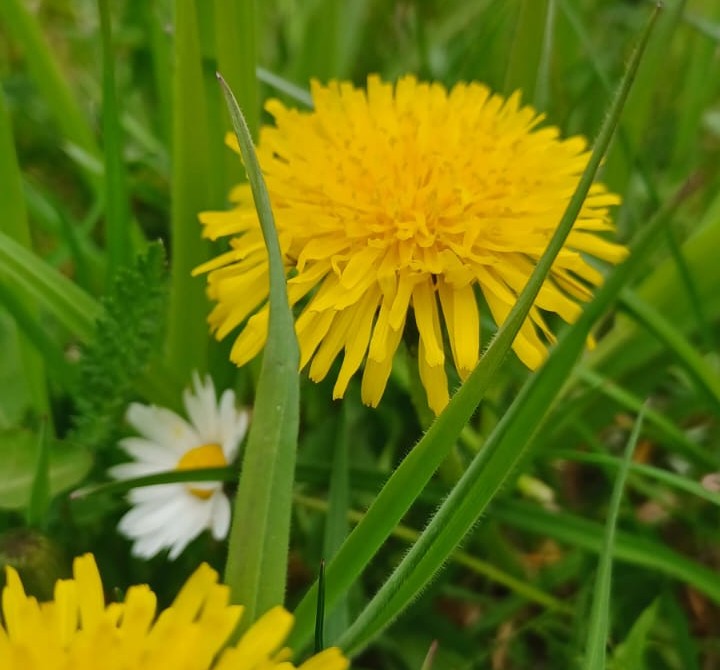 Gänseblümchen und Löwenzahn