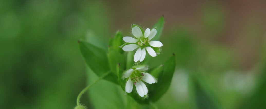 Blüten der Vogelmiere