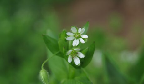 Blüten der Vogelmiere