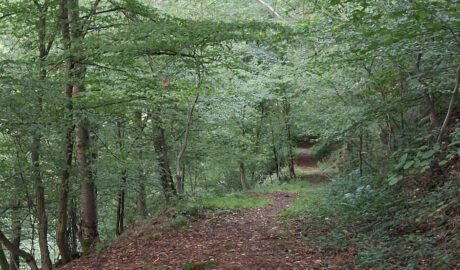 Teufelspäddche bei Patersberg