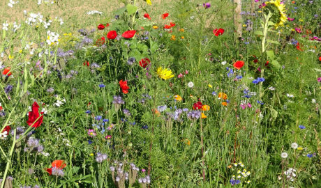 Bunte Blumenwiese