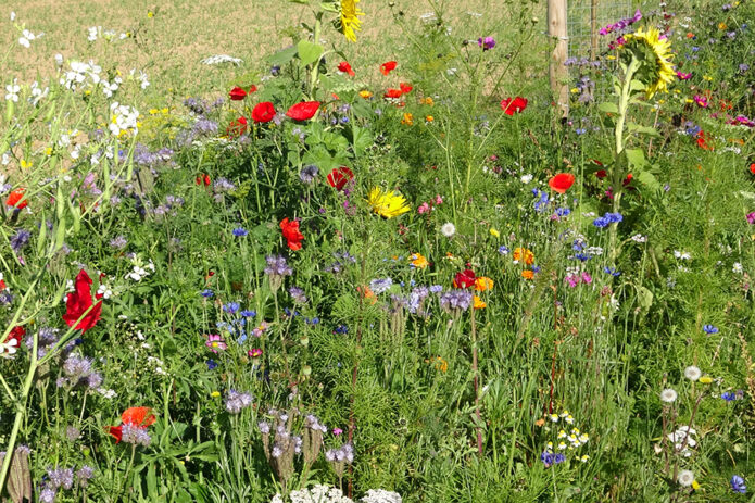 Bunte Blumenwiese
