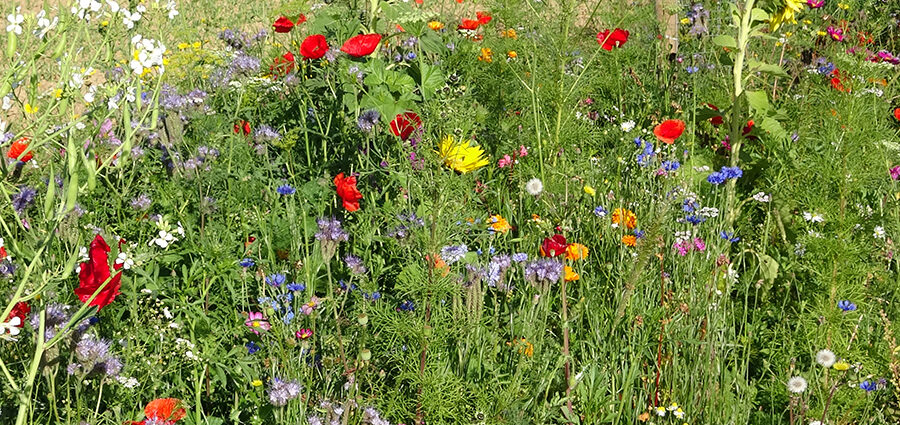 Bunte Blumenwiese